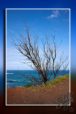 103248_Maui10_D3S6117.jpg