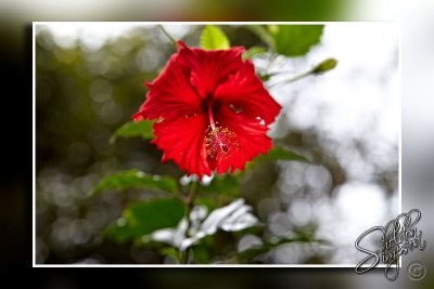 103451_Maui10_74D9794.jpg