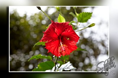 103453_Maui10_74D9796.jpg