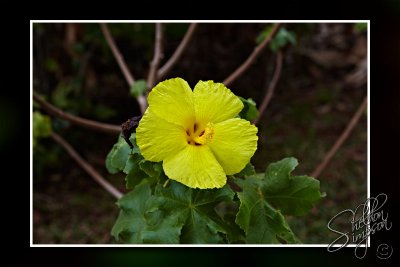 103657_Maui10_74D9928.jpg