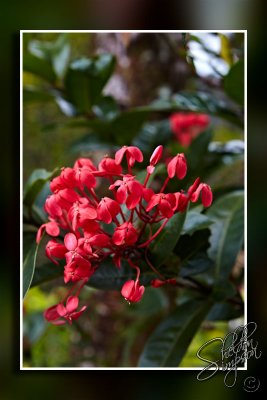103658_Maui10_74D9929.jpg