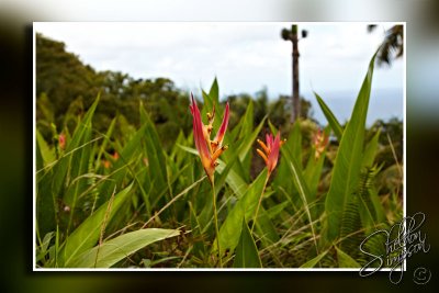 103660_Maui10_74D9931.jpg