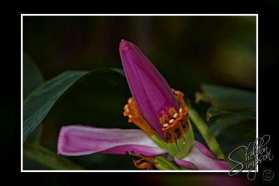 103675_Maui10_74D9946.jpg