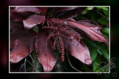 103681_Maui10_74D9952.jpg