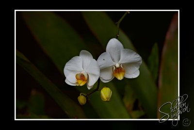 103691_Maui10_74D9962.jpg