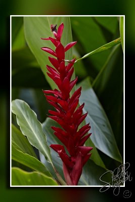 103695_Maui10_74D9966.jpg