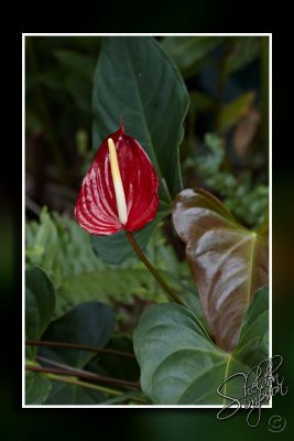 103713_Maui10_74D9971.jpg