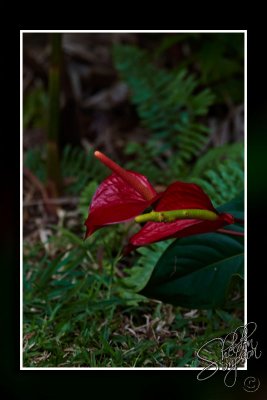 103714_Maui10_74D9972.jpg