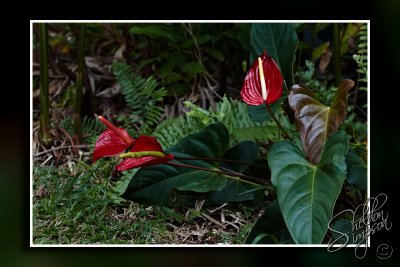 103716_Maui10_74D9974.jpg