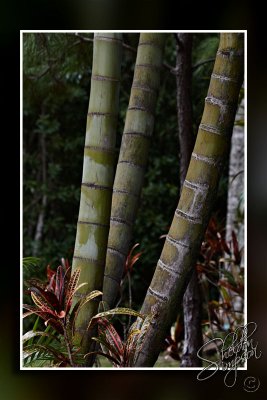 103717_Maui10_74D9975.jpg