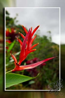 104060_Maui10_D3S6368.jpg