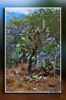 104373_Maui10_D3S6513.jpg