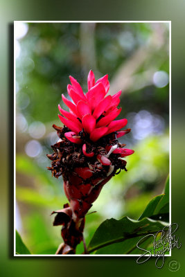 104619_Maui10_74D9726.jpg