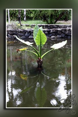 104697_Maui10_74D9808.jpg