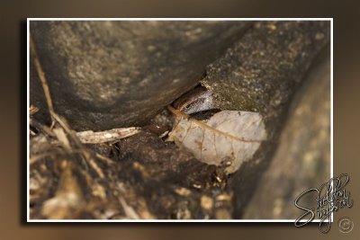 104560_Maui10_D3S6606.jpg