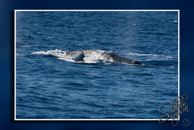 105105_Maui10_K9R4039.jpg
