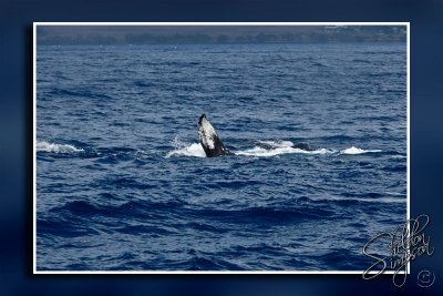 105256_Maui10_K9R4190.jpg