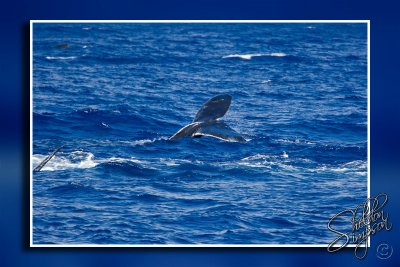 105346_Maui10_K9R4280.jpg
