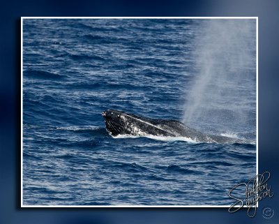 105357_Maui10_K9R4291.jpg