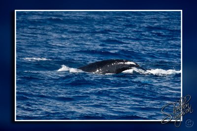 105366_Maui10_K9R4300.jpg