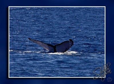 105381_Maui10_K9R4315.jpg