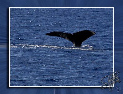 105395_Maui10_K9R4329.jpg