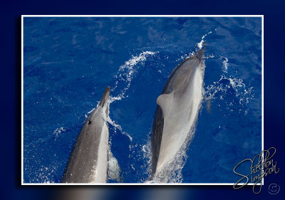 105053_Maui10_74D0084.jpg