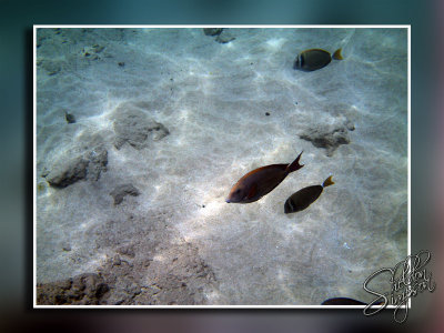 PICT0006.jpg