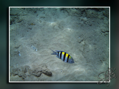 PICT0007.jpg