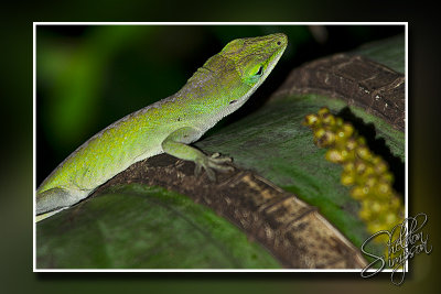 106250_Maui10_K9R4642-f.jpg