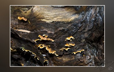 106161_Maui10_74D0488.jpg