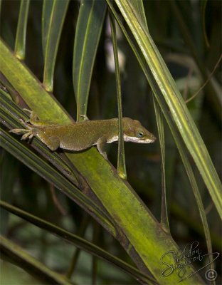 106218_Maui10_74D0513.jpg