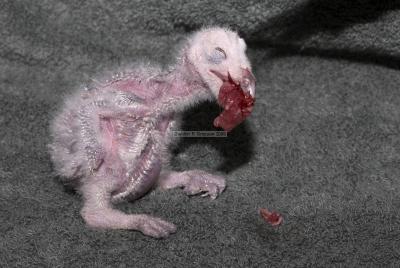 00647__BirdsofPrey_30D.jpg