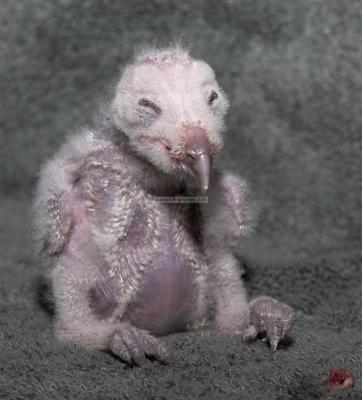 00653__BirdsofPrey_30D.jpg