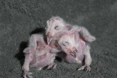 05184__BirdsofPrey_5D.jpg