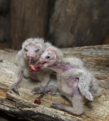 05411_Birds Of Prey_5D.jpg