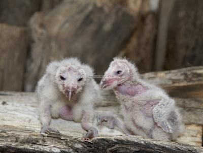 05413_Birds Of Prey_5D.jpg