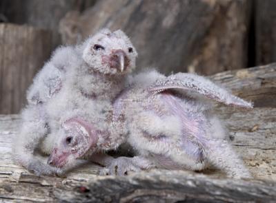 05432_Birds Of Prey_5D.jpg