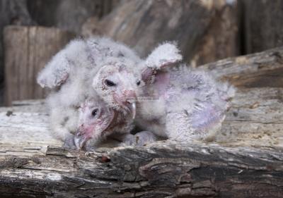 05433_Birds Of Prey_5D.jpg