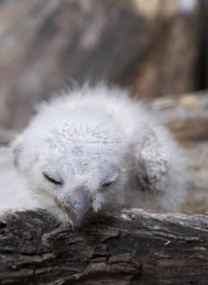 05434_Birds Of Prey_5D.jpg
