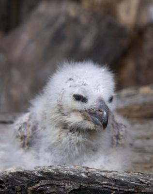 05435_Birds Of Prey_5D.jpg
