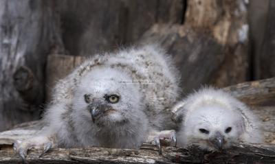 05447_Birds Of Prey_5D.jpg