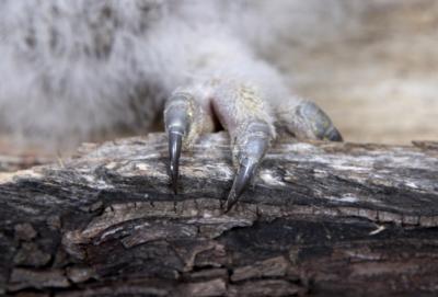 05459_Birds Of Prey_5D.jpg