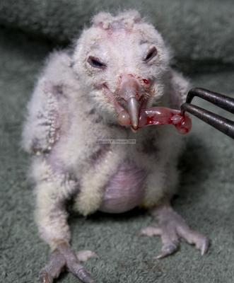 27996_BirdsofPrey_1D.jpg