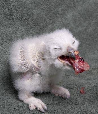 28006_BirdsofPrey_1D.jpg