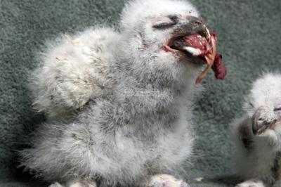 28036_BirdsofPrey_1D.jpg
