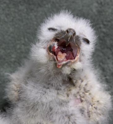 28039_BirdsofPrey_1D.jpg