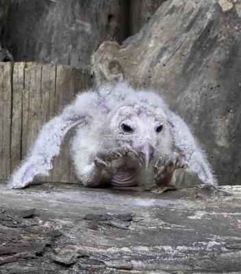 28282_Birds Of Prey_1D.jpg