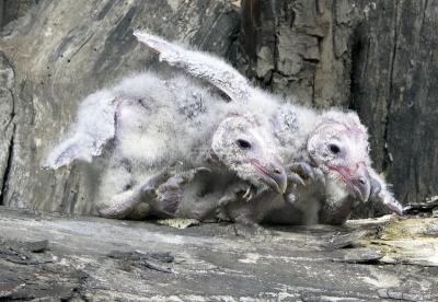 28287_Birds Of Prey_1D.jpg
