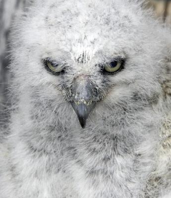 28306_Birds Of Prey_1D.jpg
